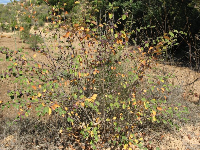 Cotoneaster granatensis (7)